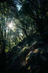 morning in the woods