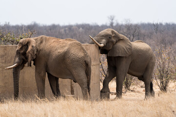 Elefanten beim Trinken an einem Wasserloch in Afrika.