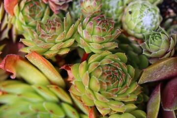 Fototapeta premium rojnik Ginger Nut Sempervivum