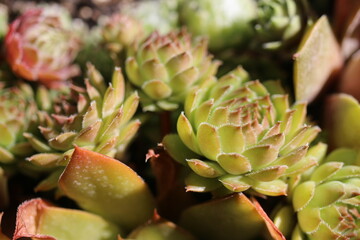 Fototapeta premium rojnik Ginger Nut Sempervivum