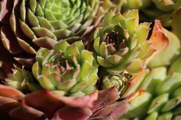 Obraz premium rojnik Ginger Nut Sempervivum