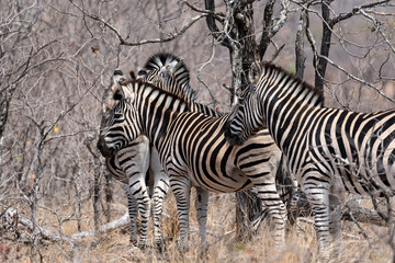 Fototapeta na wymiar Zebras im Kruger Nationalpark in Afrika.
