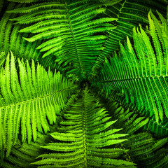 Top view of a garden fern closeup.