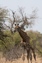 Neugierige Giraffe im Kruger Nationalpark in Südafrika.