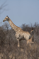 Giraffenfamilie in Südafrika im Kruger Nationalpark.