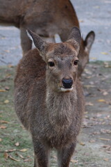 奈良公園の鹿