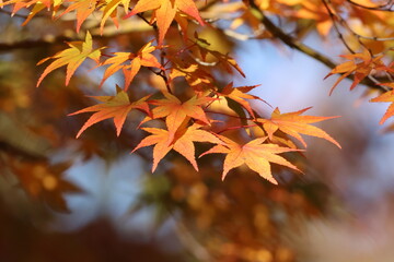 奈良公園の綺麗な紅葉