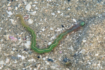 Colorful ragworm on the seaside 