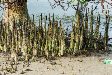 Mangrove tree and root on the seaside