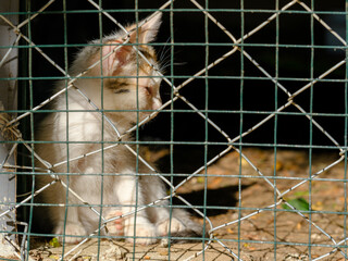 a kitten at the animal shelter