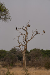 Geier auf einem Baum in Afrika.
