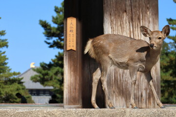 奈良公園の鹿と東大寺