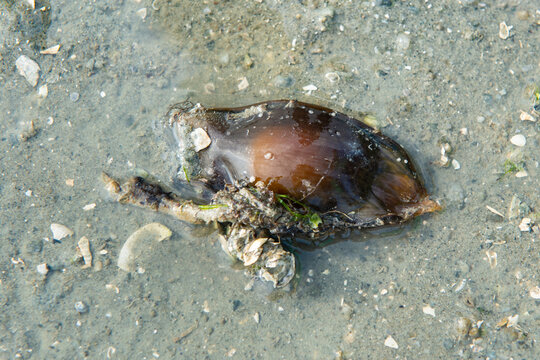 Shark egg on beach hi-res stock photography and images - Alamy