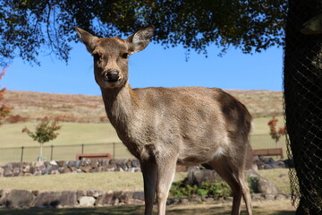 奈良公園の鹿