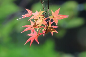 奈良公園の綺麗な紅葉