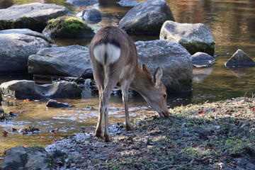 かわいい鹿のおしり