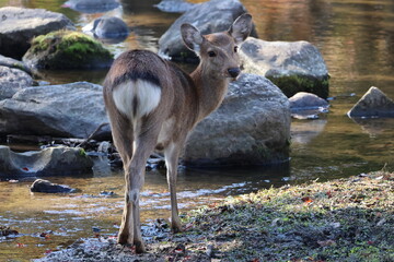 かわいい鹿のおしり