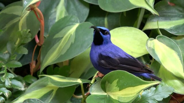 Hummingbird close up they are birds native to the Americas and comprise the biological family Trochilidae they are small animals with most species measuring three to five inch in length 4k resolution