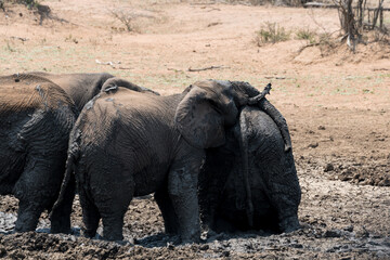 Spielende Elefanten im Matsch im Kruger Nationalpark in Afrika.