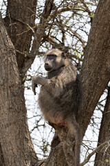 Affe im Baum im Kruger Nationalpark in Südafrika.