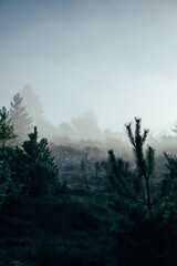 misty morning in the mountains