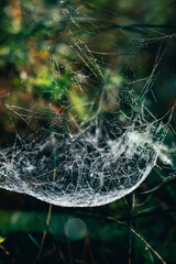 spider web with dew drops
