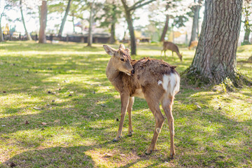 A deer scratch into his fur for cleaning in public park.