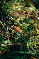 autumn leaves on the grass