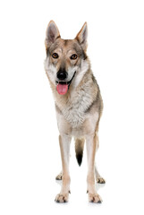  czechoslovakian wolf dog