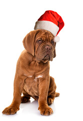 puppy Dogue de Bordeaux