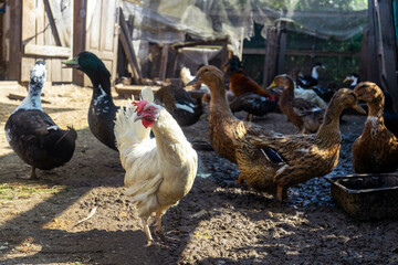 Domestic ducks and chickens in the poultry yard during feeding. Free range chickens and duck on a farm