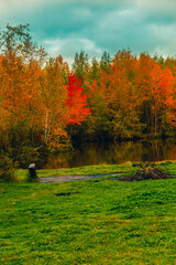 Autumn landscape near a forest lake covered with grass - 549201168