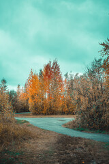 Asphalt road for running along the autumn forest - 549201318