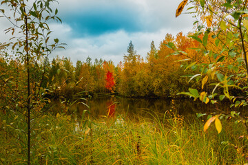Autumn landscape near a forest lake covered with grass - 549201340