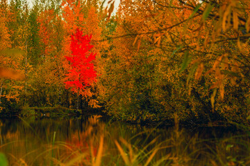 Autumn landscape near a forest lake covered with grass - 549201360