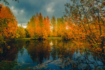 Autumn landscape near a forest lake covered with grass - 549201584