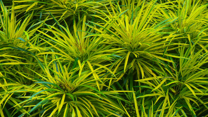 beautiful yellow green leaves in the background