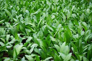 Fresh wild garlic leaves ( ) Ramson close-up