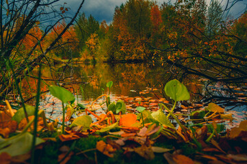 Autumn landscape near a forest lake covered with grass - 549201998