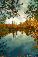 Autumn landscape near a forest lake covered with grass - 549202124
