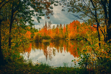 Obraz na płótnie Canvas Autumn landscape near a forest lake covered with grass