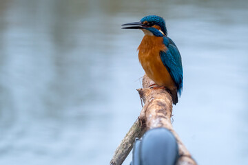Kingfisher singing