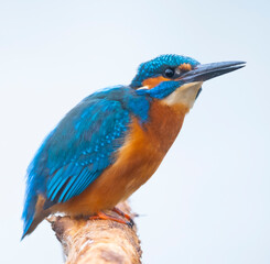 Obraz premium Kingfisher