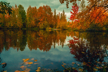 Autumn landscape near a forest lake covered with grass - 549202364