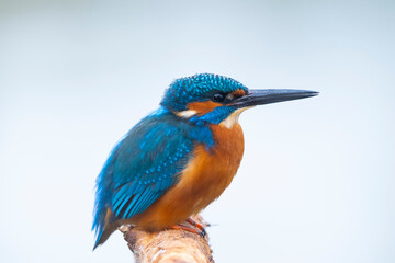 Kingfisher 