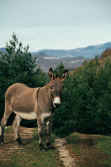 Naklejka na ściany i meble donkey in the mountains