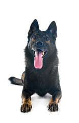 gray german shepherd