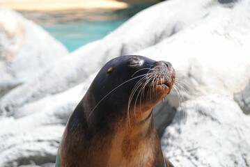 Closeup shot of an adorable sea lion sunbathing