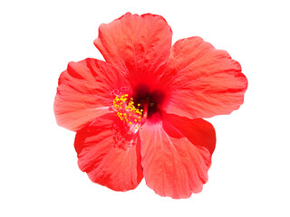 Close up of red Hibiscus flower isolated.