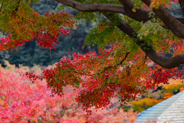 東京都／杉並／紅葉